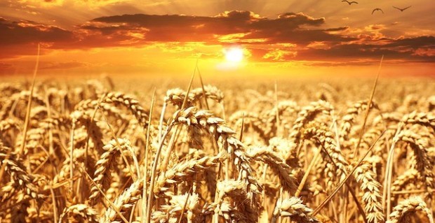 wheat-field-640960_640.jpg